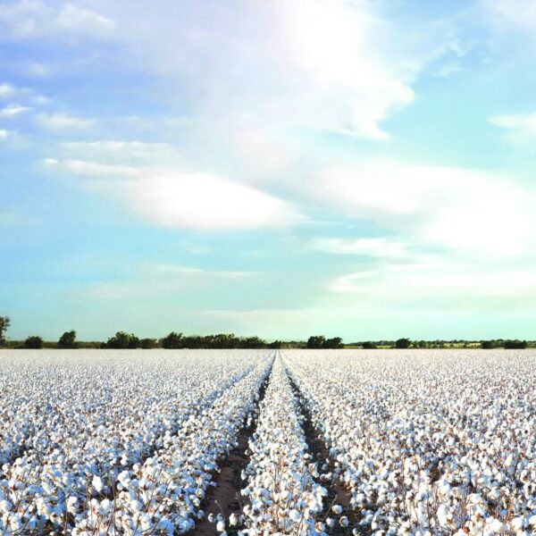 U.S. Cotton Charts the Future of Sustainable, Premium and Traceable Textiles